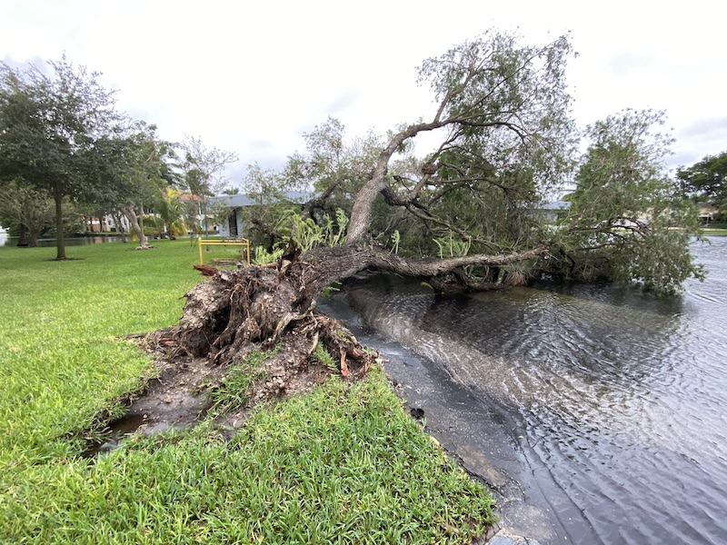 Hurricane Eta Fallen Tree by Clubhouse